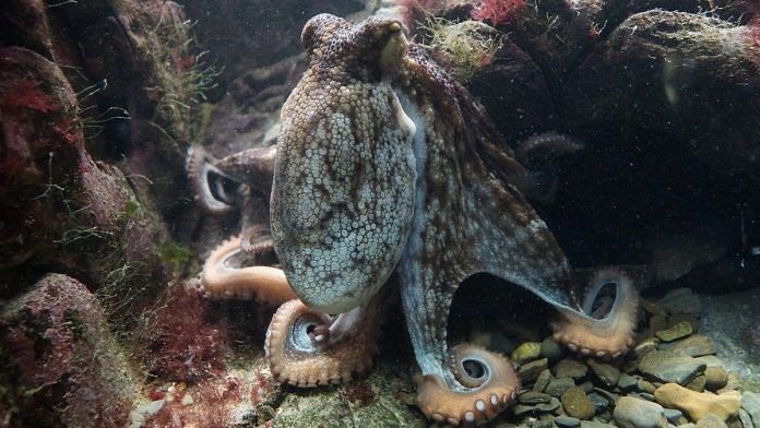 Representational image of an octopus. | Photo: Pixabay