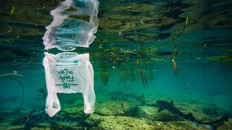 Largest marine study shows how much plastic fishes are actually eating