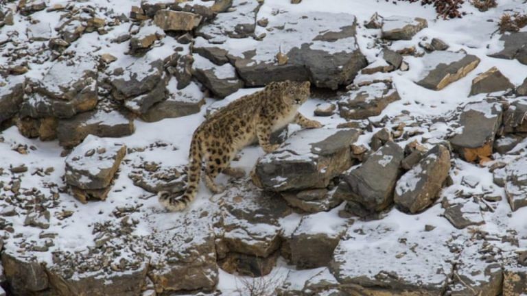 Blue sheep, ibex, snow leopards – How this Ladakh village stopped hunting and took to tourism