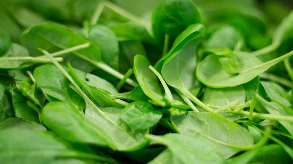 Plants that can send emails, warn us about climate change