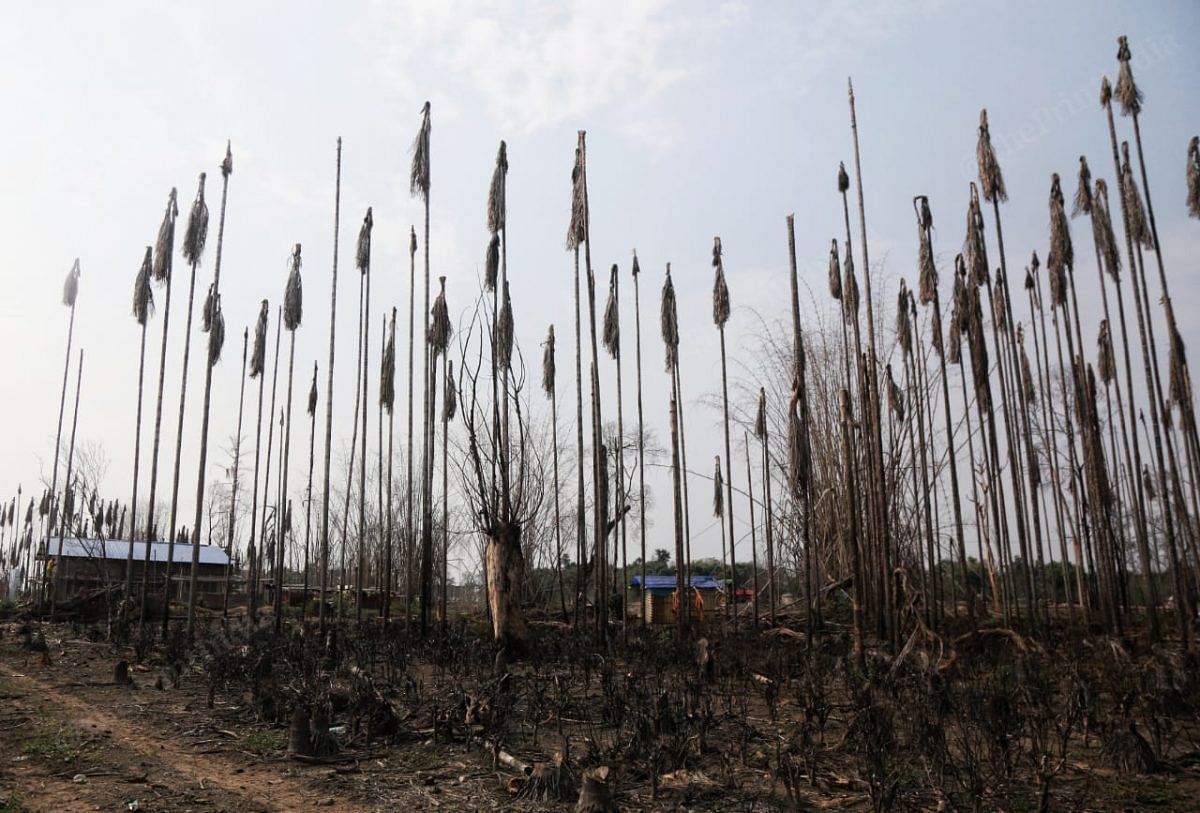 The betel palm trees that were burnt in the fire | Photo: Manisha Mondal | ThePrint