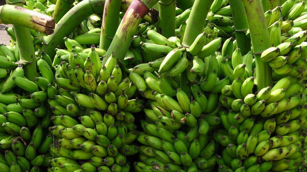 Andhra is going bananas — how India's largest producer of the fruit is