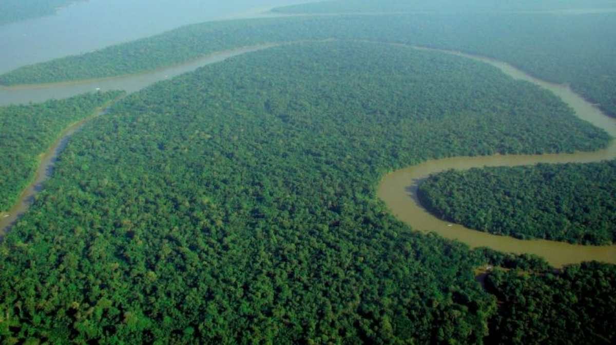 Amazon Habitats Are Shrinking Due To Increasing Forest Fires ...