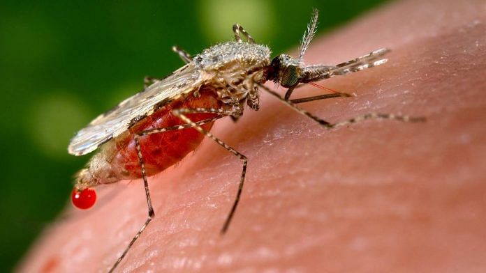 The Anopheles stephensi mosquito | pixnio.com