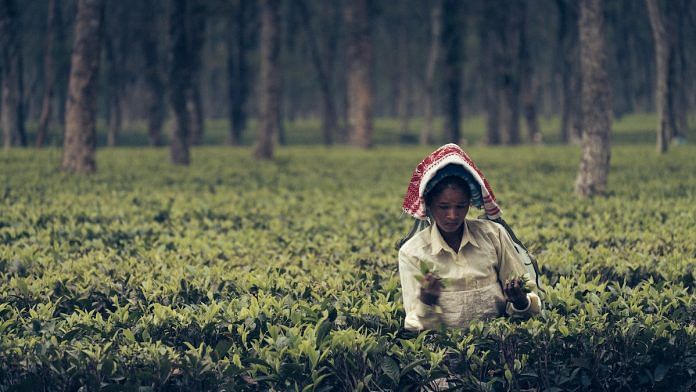 Assam's tea workers | Frank Busch/Flickr