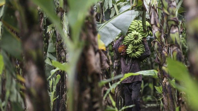 A worker carries stems of bananas on his shoulder during a harvest in a field in Jalgaon, Maharashtra | Photographer: Dhiraj Singh | Bloomberg