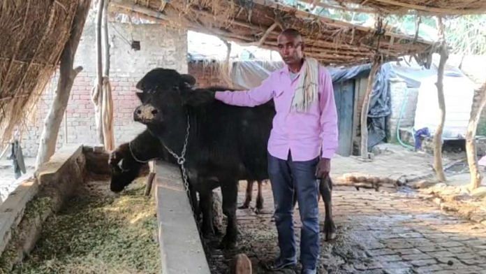 Chandrapal Singh with his buffaloes at his home in a Shamli village | By special arrangement