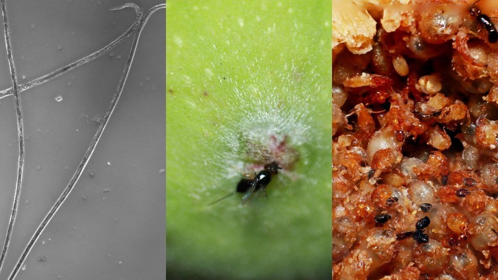 (L-R) Adult nematodes under the microscope, a pollinator wasp entering the fig, inside of the fig showing live and dead wasps | Credit: Satyajeet Gupta, Nikhil More