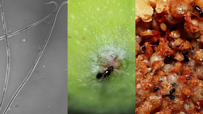 (L-R) Adult nematodes under the microscope, a pollinator wasp entering the fig, inside of the fig showing live and dead wasps | Credit: Satyajeet Gupta, Nikhil More