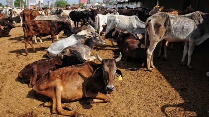 Cow in frail condition at the Jalpura gaushala in Greater Noida | Suraj Singh Bisht | ThePrint