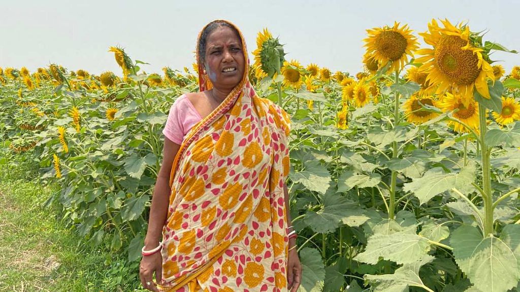 Bisweswari Tanti, a Mamata Banerjee supporter, stands in her field of sunflowers in Kulpi, South 24 Parganas | Photo: Madhuparna Das | ThePrint