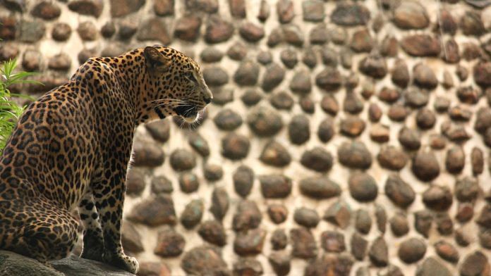 An Indian leopard | Sridharan Chakravarthy | Flickr