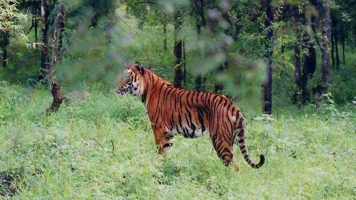 Representational image of a tiger in an Indian forest | Photo: Commons
