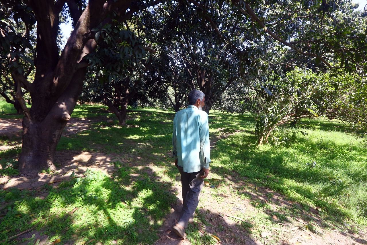 The mango orchard inside the Ali property | Praveen Jain | ThePrint