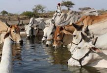 File photo of a herd of cows drinking water | ANI Photo