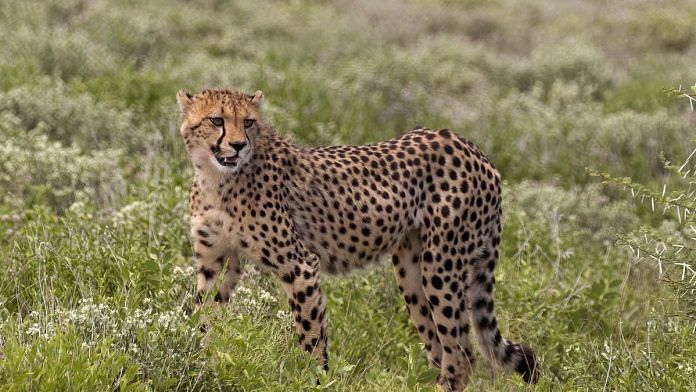 Representational image of African cheetah | Commons