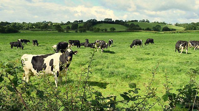 Representational image of cattle grazing | Commons