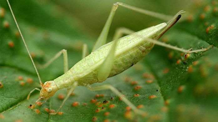 Image of a cricket on a leaf