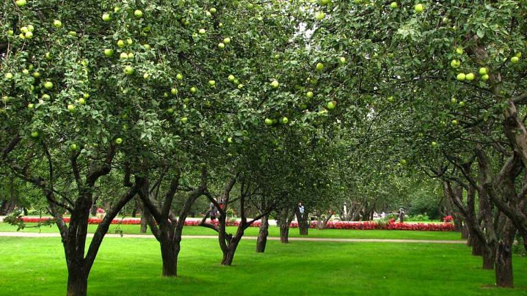 AI robots can now help harvest orchards. Here’s how