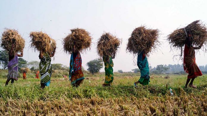Representational paddy harvest image | ANI