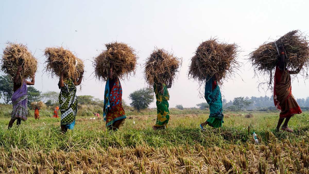 How a surprise revolution in Chhattisgarh made it No. 2 for paddy ...