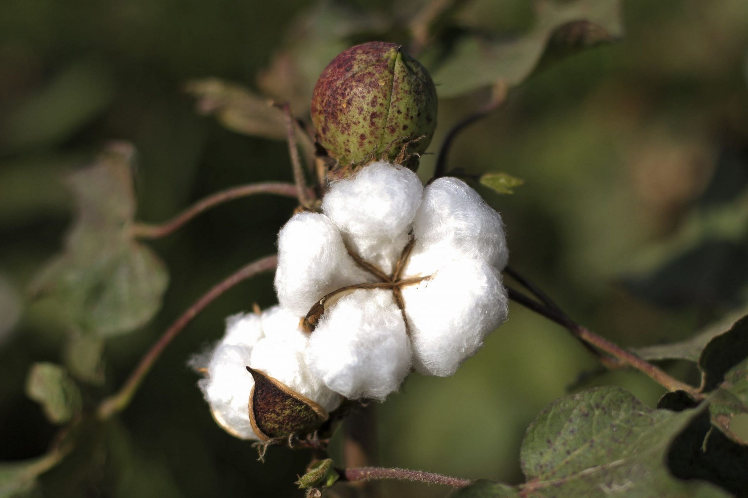 Pakistan Cabinet Rejects Ecc Proposal To Import Cotton Sugar From India Say Reports