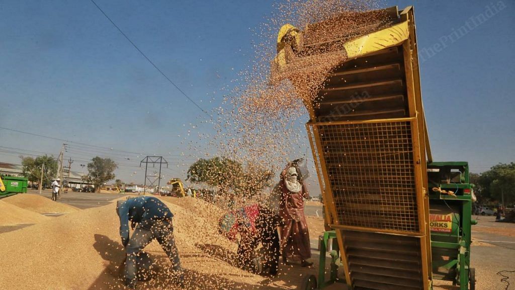 Workers at Rajpura mandi in Punjab put freshly harvested wheat in a cleaning machine | Representational image | Manisha Mondal | ThePrint