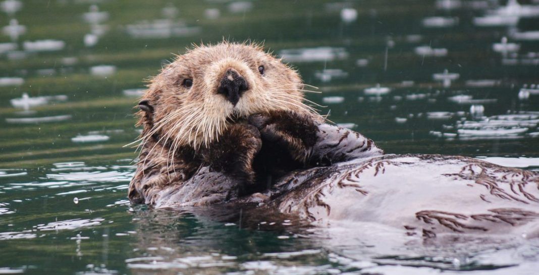 How otters’ love for eating purple sea urchins is protecting fragile