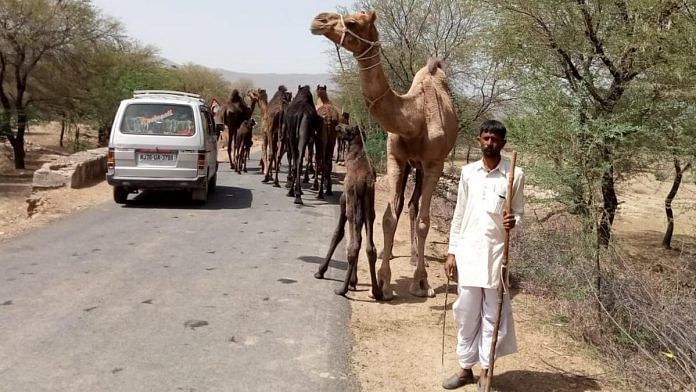 Camel breeder Shankar Devasi from Bhilwara with his herd on a village road | By special arrangement