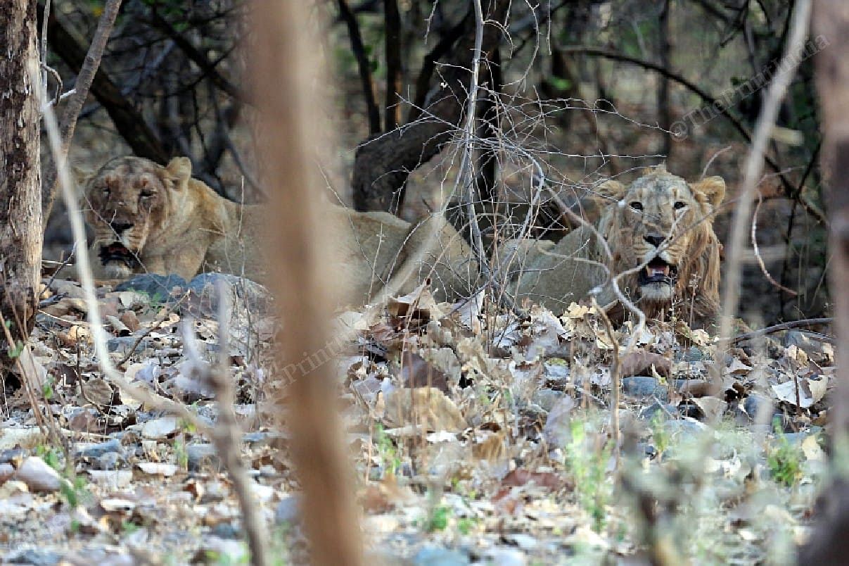Two young lions named Nuro and Gogro at the Girnar sanctuary | Praveen Jain | ThePrint
