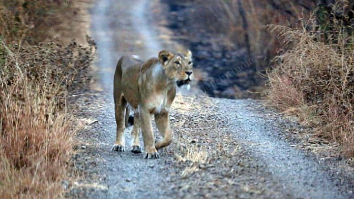 A lioness at the Girnar wildlife sanctuary | Praveen Jain | ThePrint