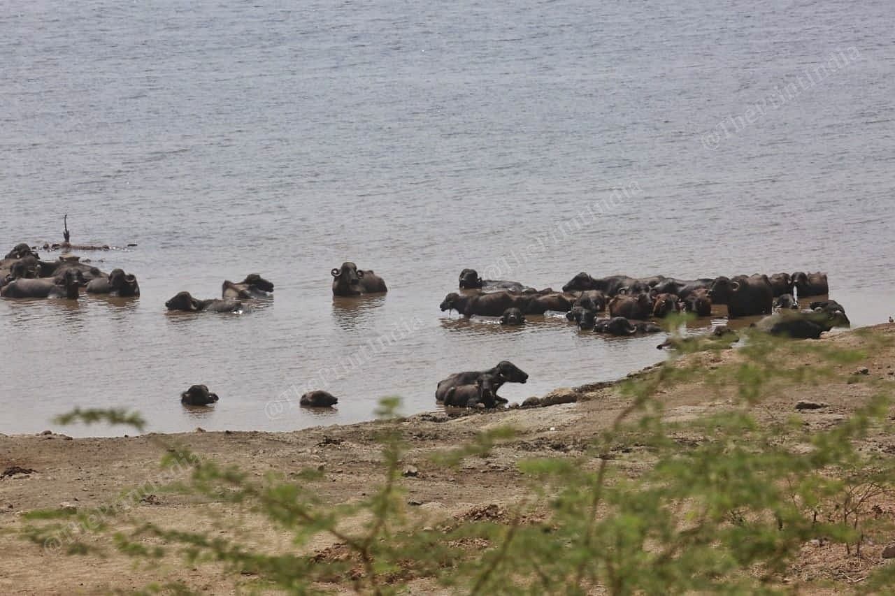 Buffaloes take a swim on the outskirts of the Girnar sanctuary | Praveen Jain | ThePrint