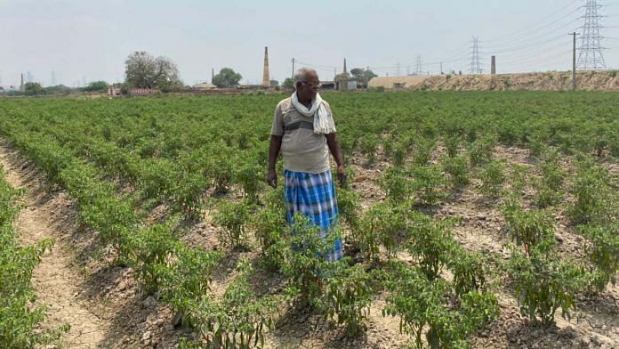 R Rajendran, a farmer who recently started cultivating chilli, at his farm in Neyveli village | Revathi Krishnan | ThePrint