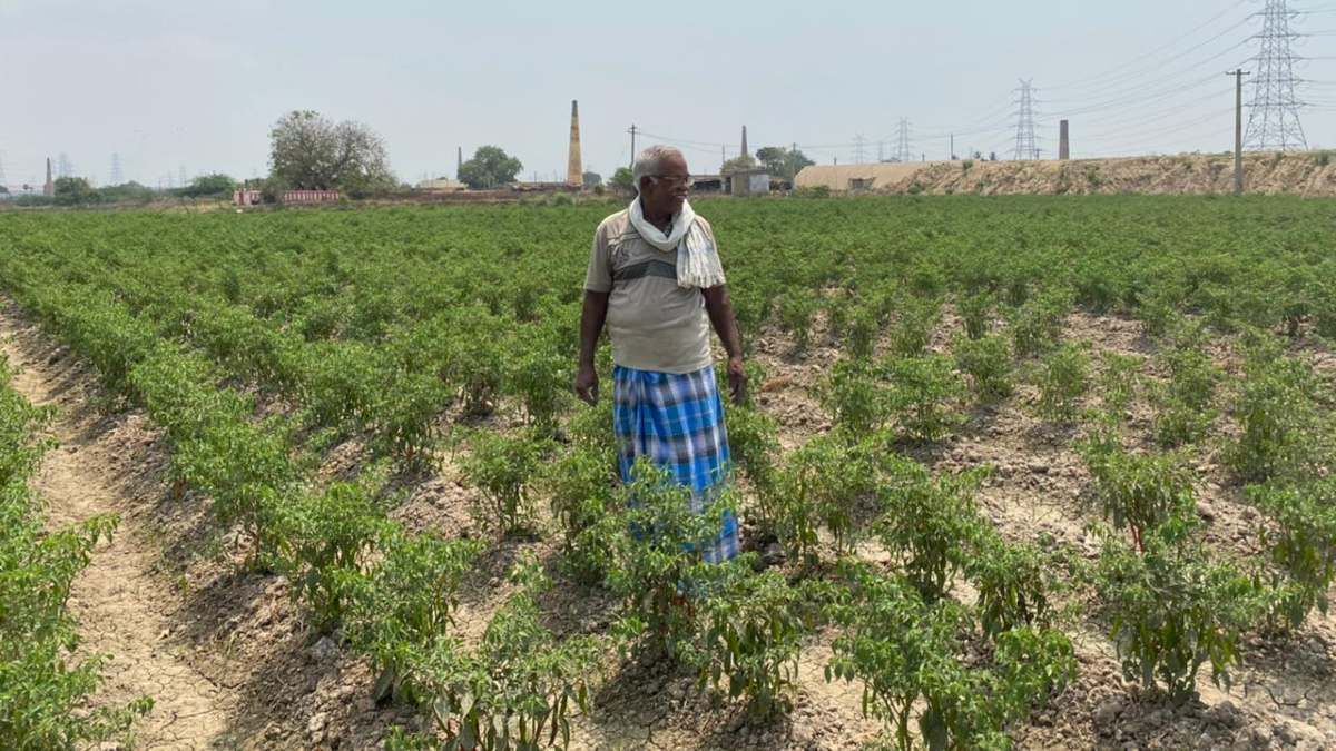 Paddy to chilli — What Tamil Nadu farmers’ 'Red Revolution' can teach