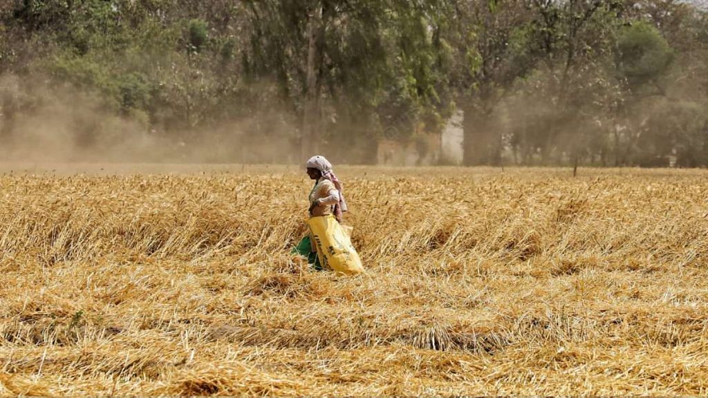 A Punjab farmer in a wheat field | Representational image | Manisha Mondal | ThePrint