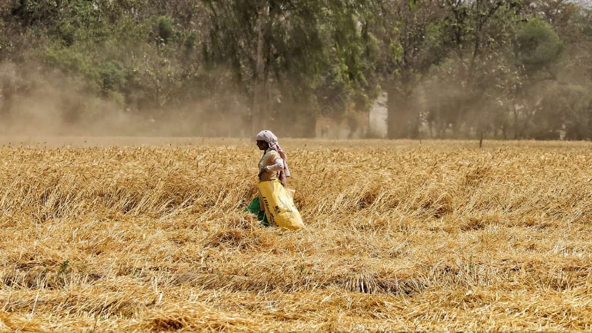 Inertia or economics? Why Punjab's farmers can't move beyond rice and wheat