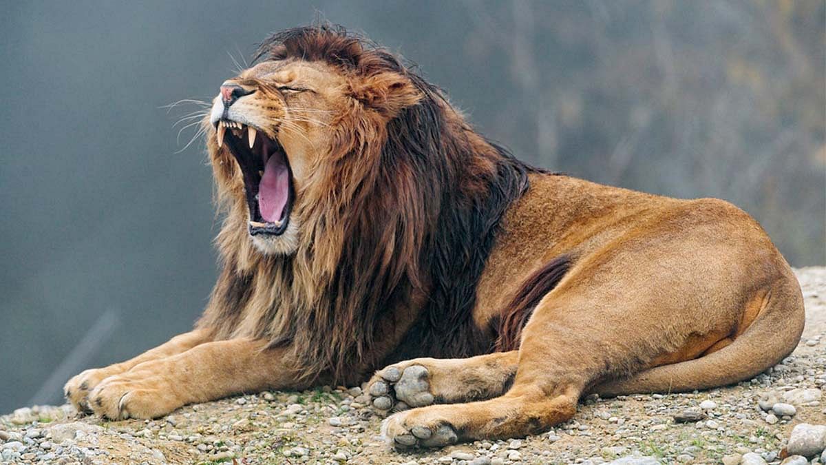 Lions engage in contagious yawning, mimic behaviour to harmonise ...