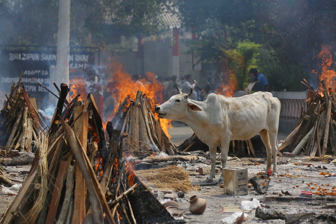 The NCR region was equally hit during the second wave. At a crematorium in Ghazipur a cow entered the covid ground looking for food | Suraj Singh Bisht | ThePrint