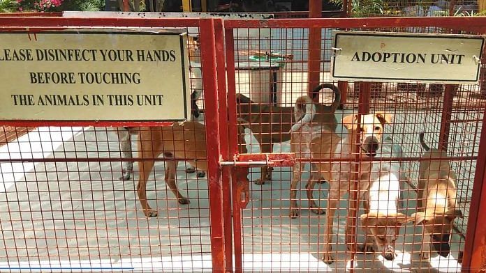 Dogs up for adoption at Charlie's Animal Rescue Centre in Bengaluru | Photo: Angana Chakrabarti | ThePrint