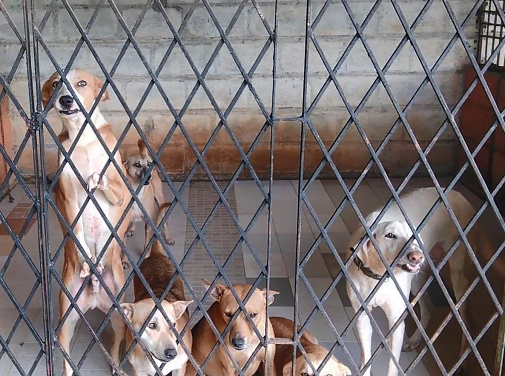 Dogs up for adoption at CUPA's Dommasandra centre in Bengaluru | Photo: Angana Chakrabarti | ThePrint