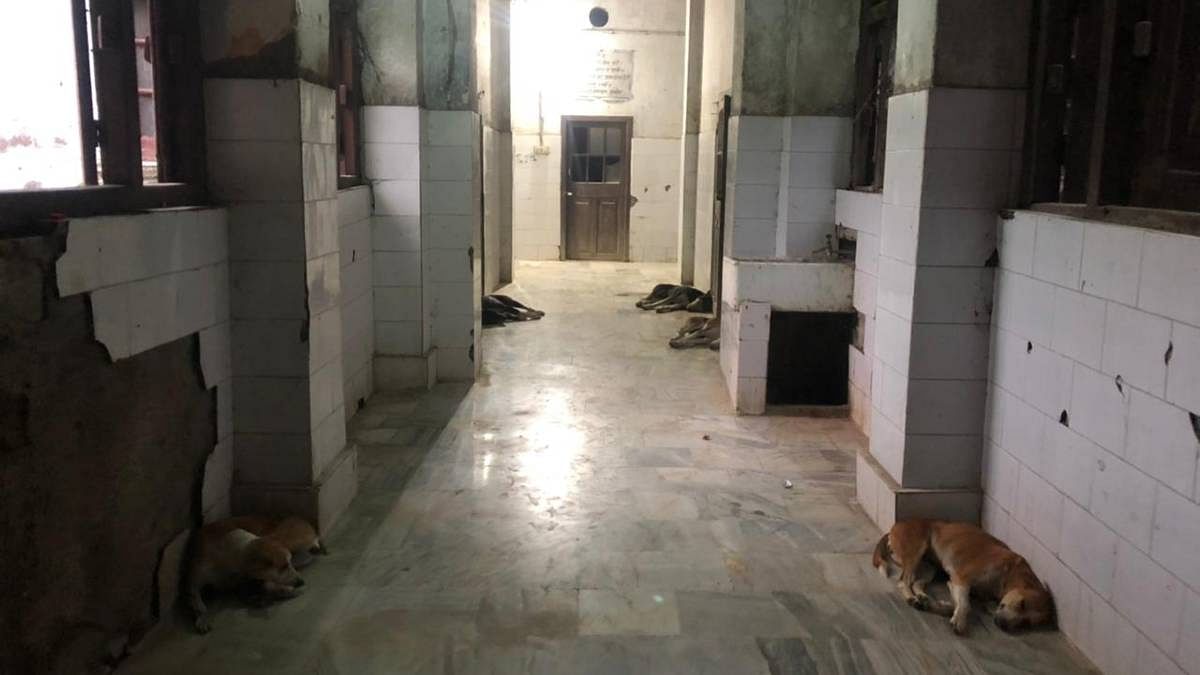 Dogs lying in the corridors of one of the Covid isolation wings of the DMCH | Jyoti Yadav | ThePrint