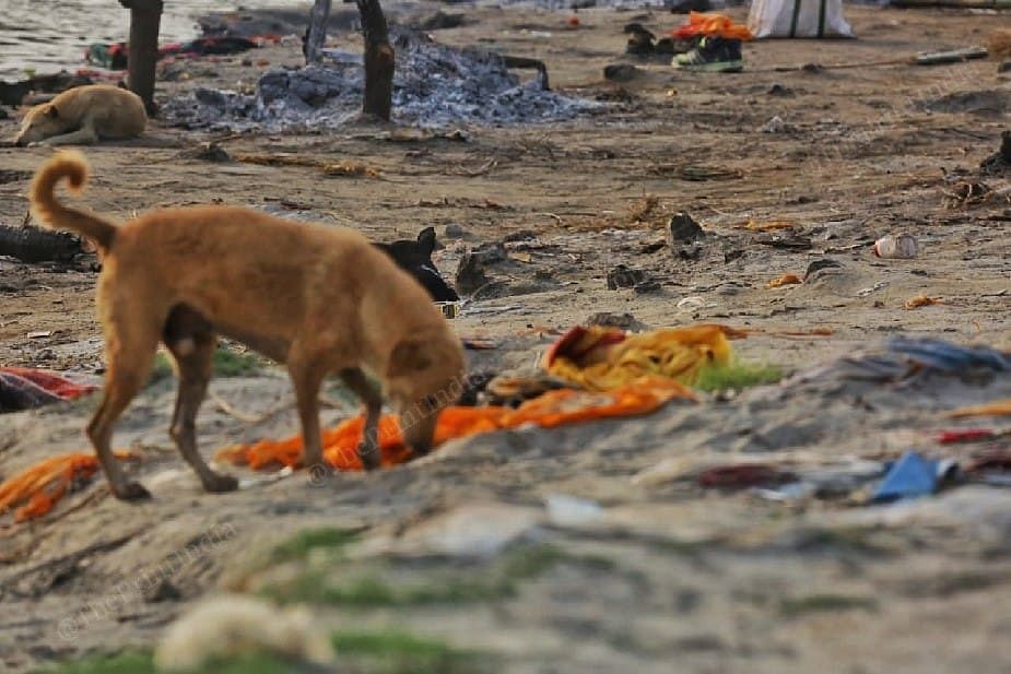 Dogs trying to dig out bodies buried along the Ganga in Unnao | Photo: Praveen Jain/ThePrint