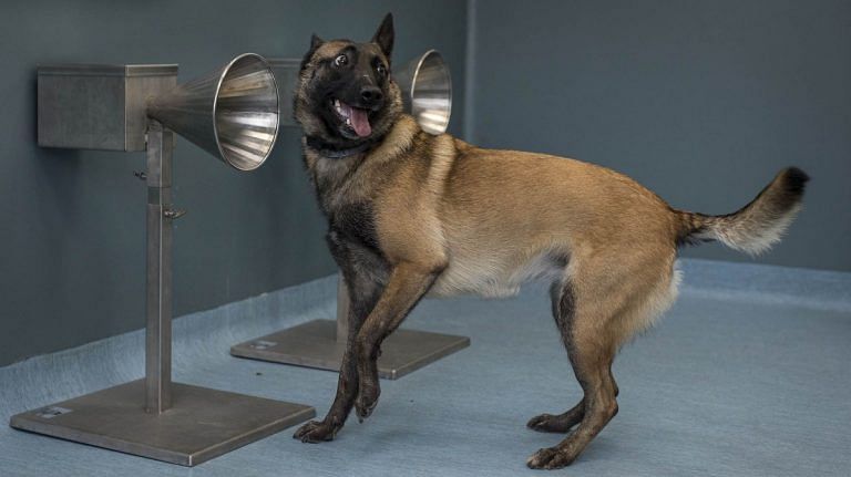 Can a dog tell if you have Covid? Yes, according to a new study