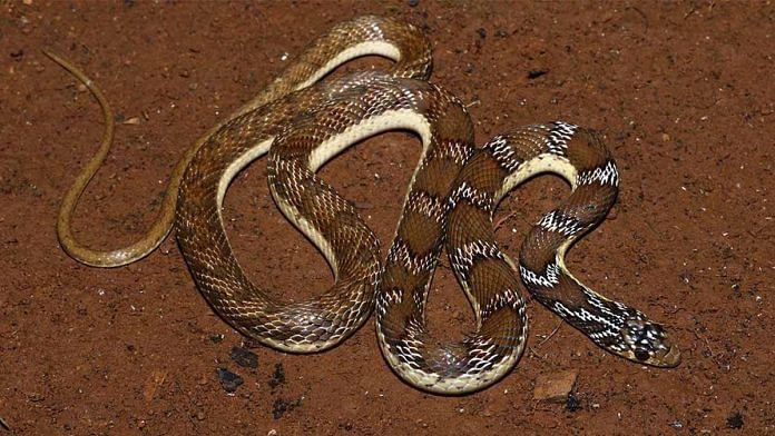 The new snake species named Joseph's racer, Platyceps josephi | Credits: Surya Narayanan