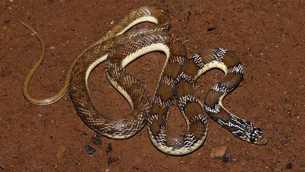 185-year-old paintings reveal new snake species in Tamil Nadu