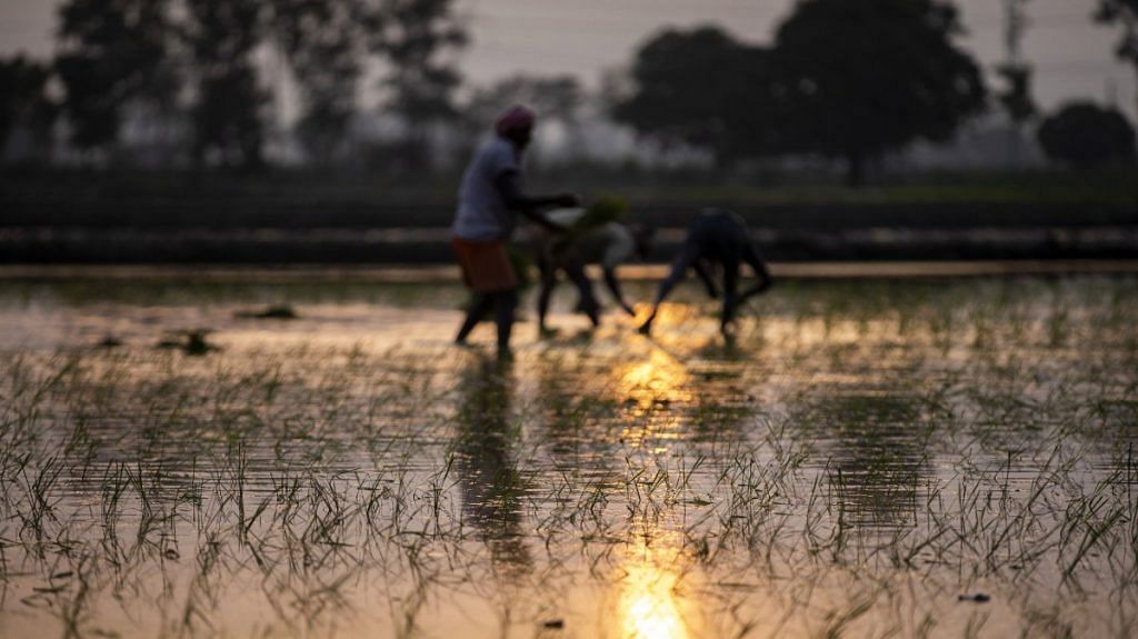 Farmers at a paddy field | Representational image| Photographer: Prashanth Vishwanathan | Bloomberg