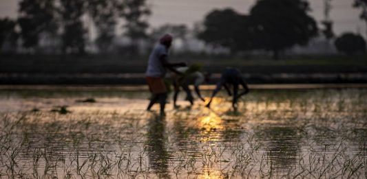Farmers at a paddy field | Representational image| Photographer: Prashanth Vishwanathan | Bloomberg
