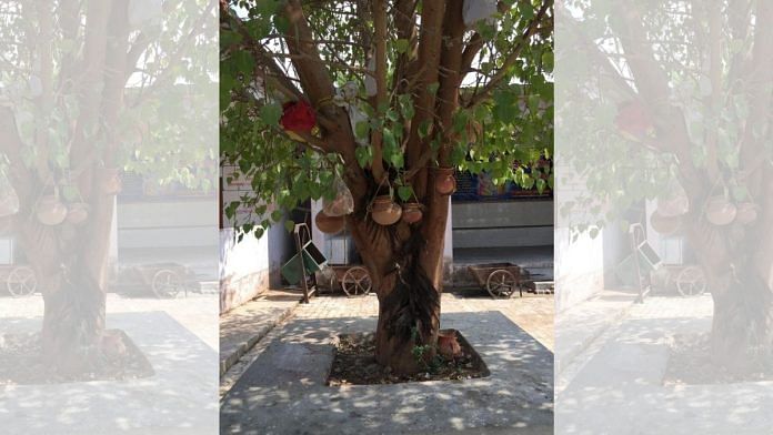 Earthen pots tied to a peepal tree near a crematorium in Banda | Moushumi Das Gupta | ThePrint