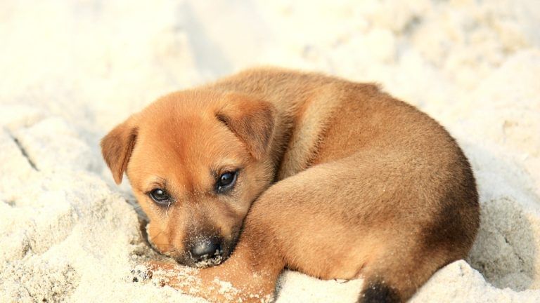 Puppies & kittens are dying as consequence of China’s favourite shopping craze — mystery boxes