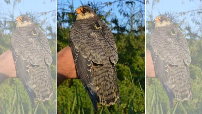 Amur Falcon Bird